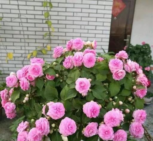 6月養花，這4種花不能買，不然買一盆死一盆，白花冤枉錢！