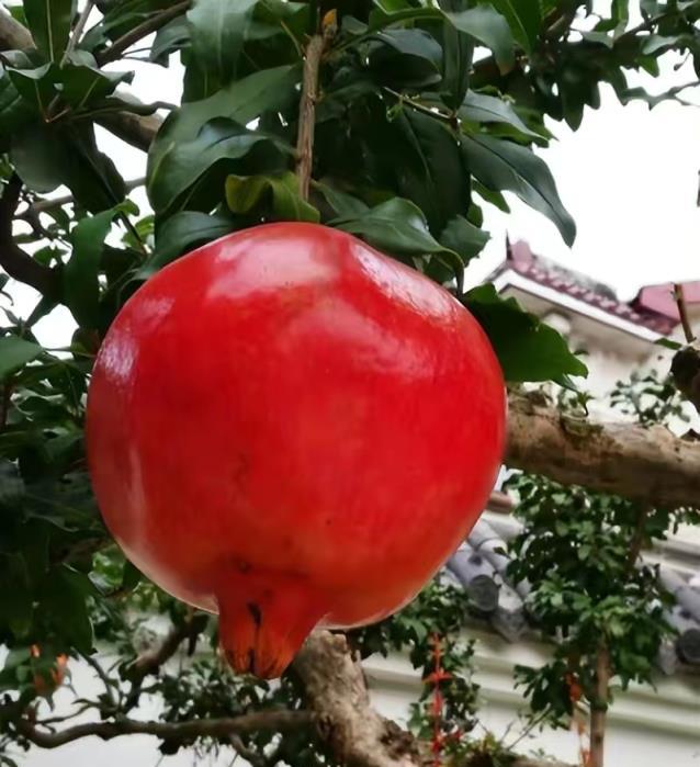 6種「吉祥樹」，美麗又長壽，庭院種一棵，春華秋實，後代也享福