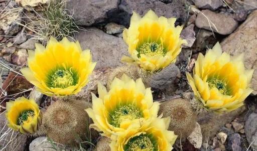 這「三植物」遇水瘋長，比月季高階，大戶人家最愛養，三季都開花