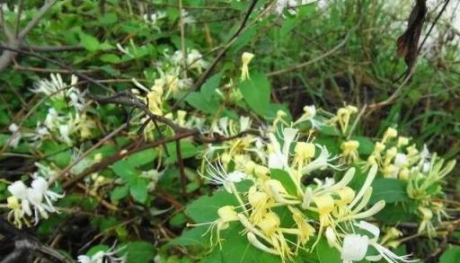 這三植物「沾水」就瘋長，美味耐看可「入藥」，大戶人家最愛養