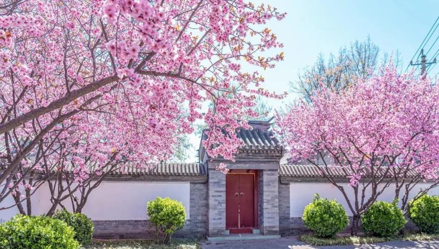 7種「花樹」，家有庭院種一棵，越養越美，美好幸福「院景」