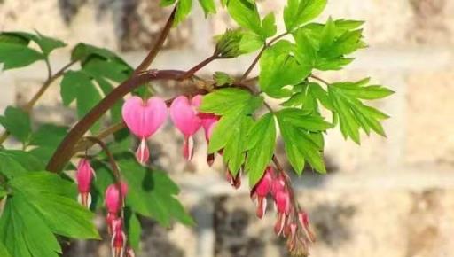 7種「山寨牡丹花」，顏值高又好養，有的花期超長，你養過幾種？