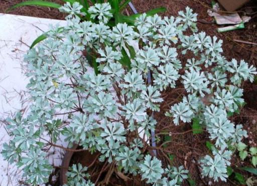 養上「3種花」自制「花露水」，每天家裡香噴噴，蚊蟲沒有心情好