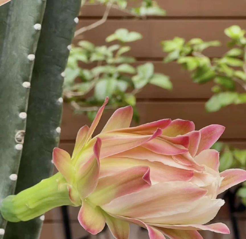 客廳不要亂養花，這3種鎮宅花最適合，個個富貴，養一盆安全感爆棚，對全家都有利