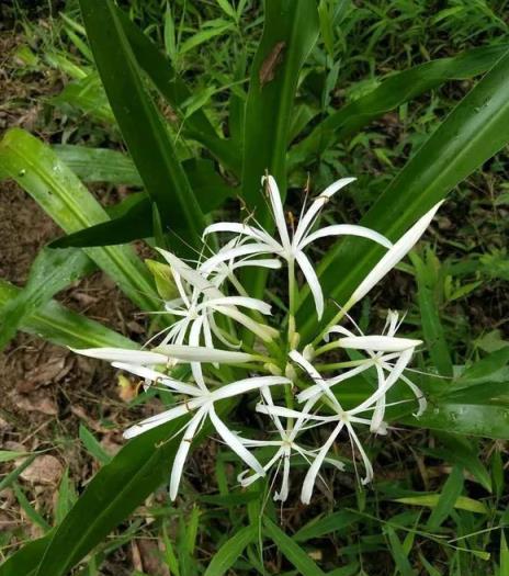 這9種花都是「健康花」，家裡要多養，身體好少得病!