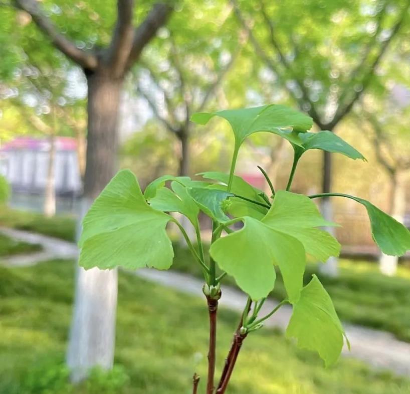 路邊遇上2種樹，剪個枝放土裡，一年變盆景，鎮宅安家，越老越值錢