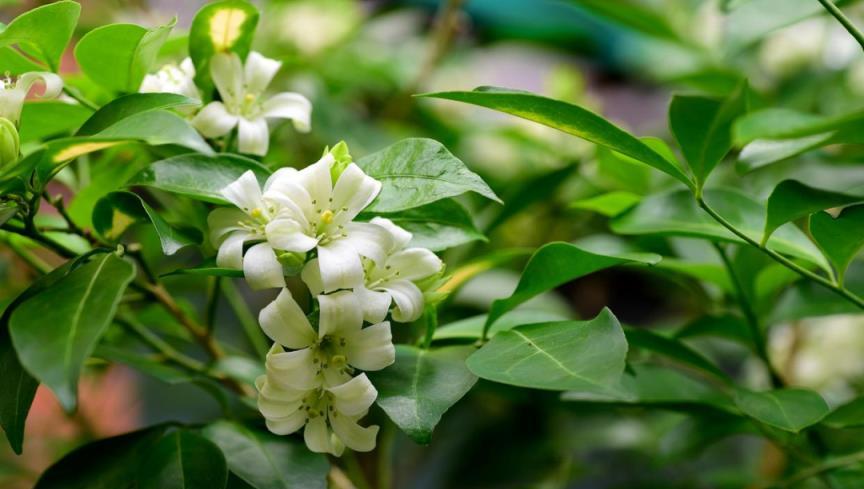 五種「最香」花卉，讓你置身夢幻花海，再也不用買香水了