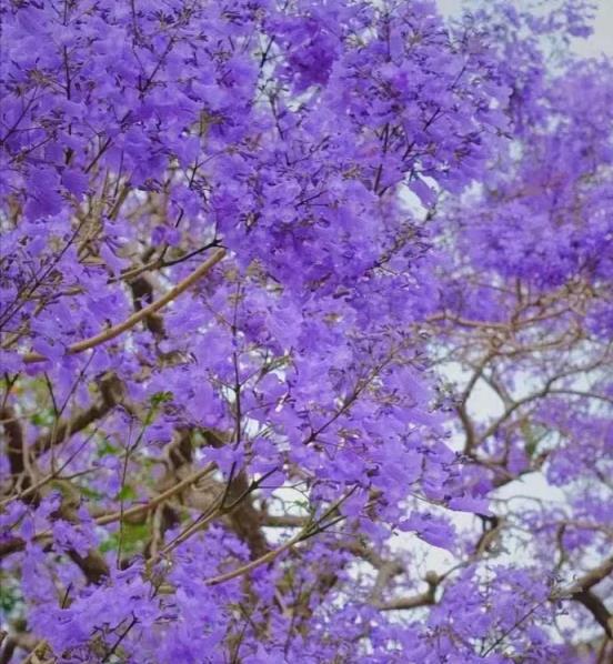 7種「花樹」，家有庭院種一棵，越養越美，美好幸福「院景」