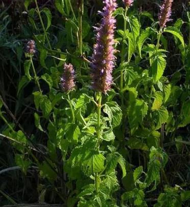 養上「3種花」自制「花露水」，每天家裡香噴噴，蚊蟲沒有心情好