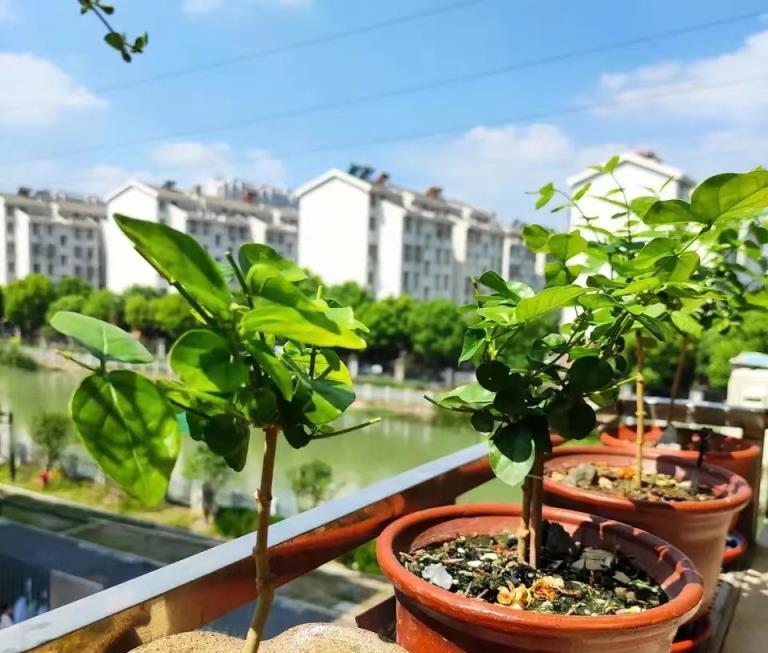 養茉莉花，三種廢水經常用，瘋長綠葉，猛開花