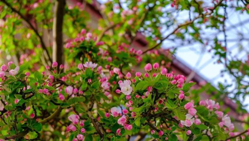 7種「花樹」，家有庭院種一棵，越養越美，美好幸福「院景」