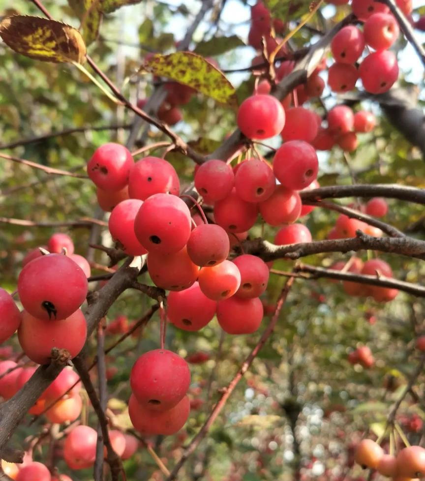 7種「花樹」，家有庭院種一棵，越養越美，美好幸福「院景」