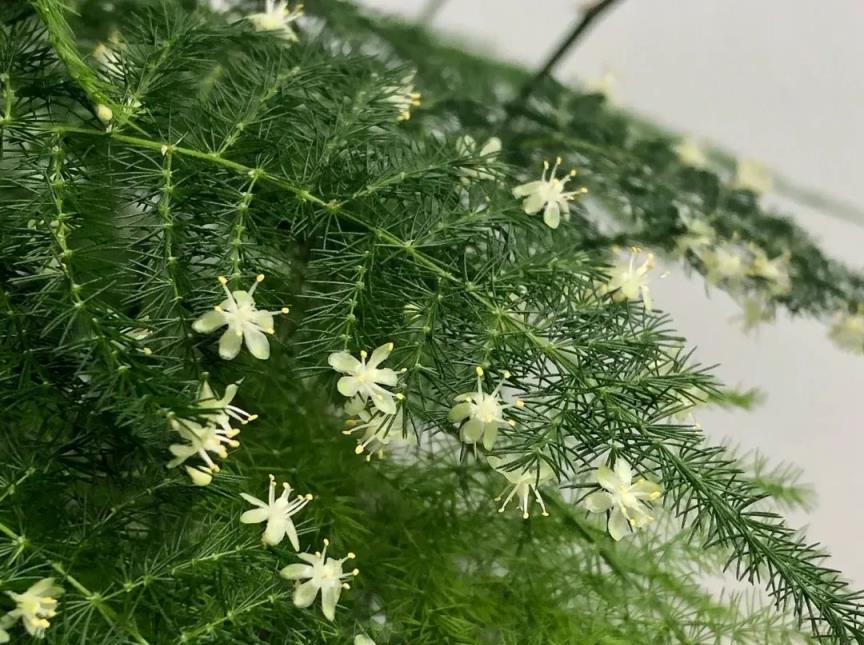 文竹虎皮蘭金錢樹這樣養，小芽擠滿盆，枝肥葉茂，越養越多，年年旺盛