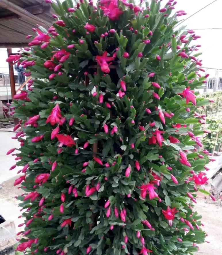 蟹爪蘭插在仙人掌上，10天就活，一次開花「上百朵」