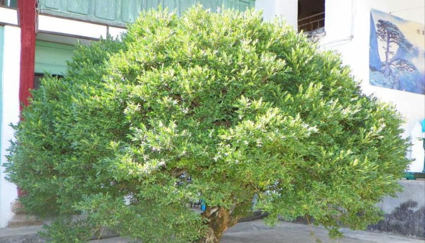 庭院 「十大吉祥樹」，擠擠也要種一棵，美觀大氣，寓意深遠價值高