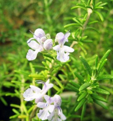 養上「3種花」自制「花露水」，每天家裡香噴噴，蚊蟲沒有心情好