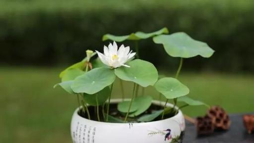 這種花叫碗蓮，顏值不比荷花差，花大色豔香味足，特別適合家裡養