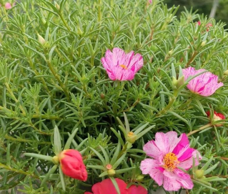 超級難養死的小花，開花勤，花期長，養一養就爆盆