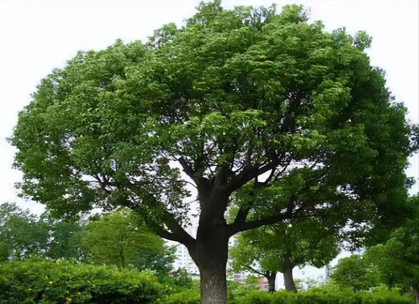 家有6種「名貴樹」，生活差不到哪裡去，經典美麗，好處多