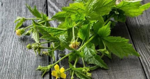 3種花能「薰蚊子」，香味很獨特，隨便養幾盆，蚊子不敢來