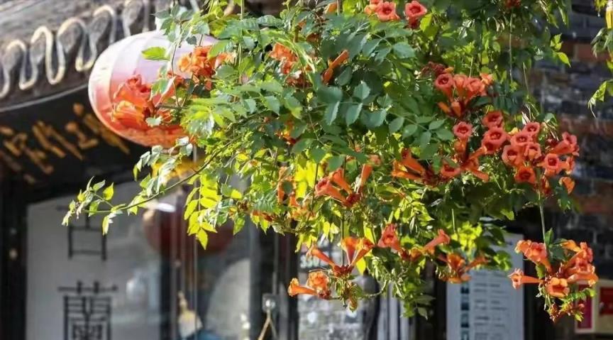 庭院裡養花，首選「這10種」，開成「花牆瀑布」，風景美如畫