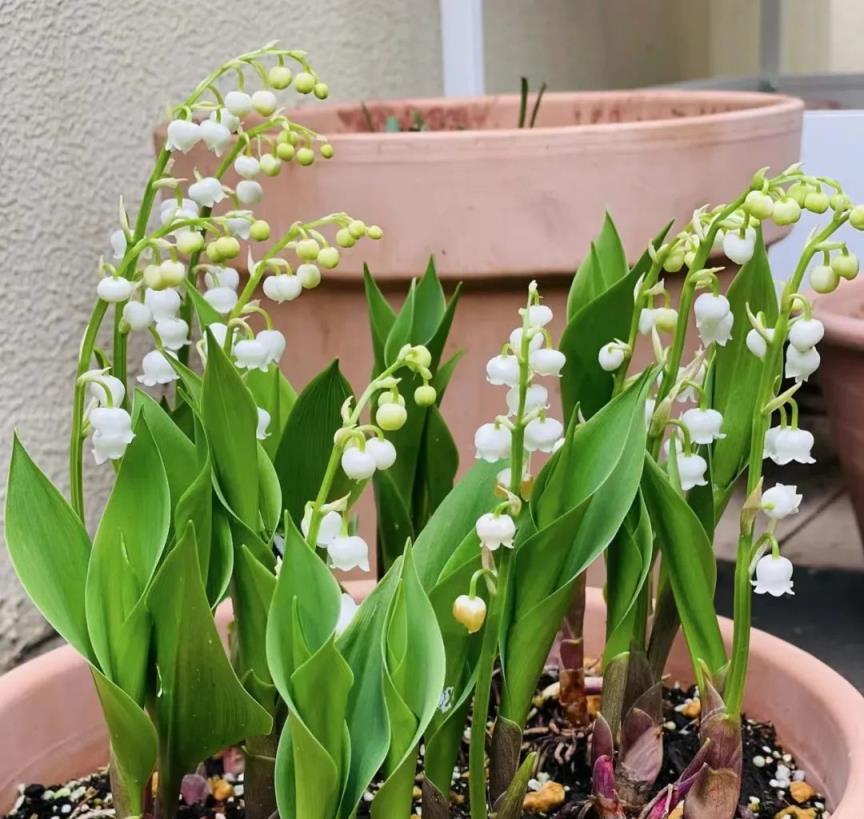 家裡再「乾淨」也要養8種花，讓角落裡的毒氣病菌無處可逃