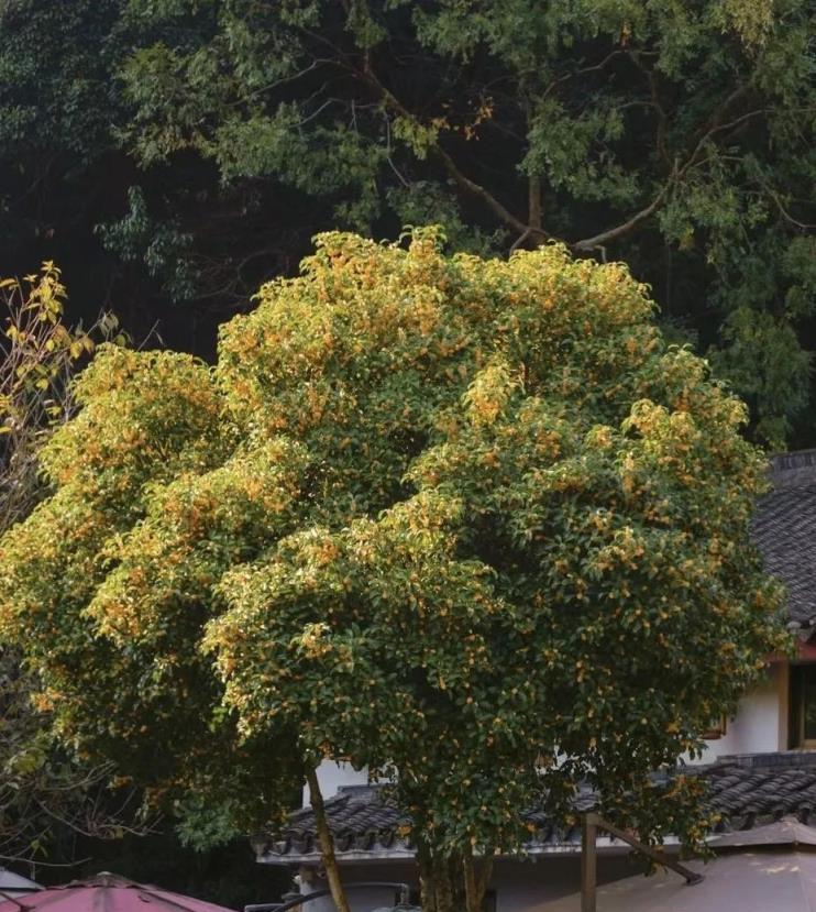 8種「鎮宅花」，辟邪保平安，旺人還旺宅！