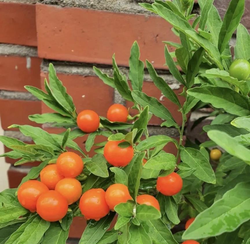 8種「大毒花」，花旺人不旺，家裡有的趕快搬出去！