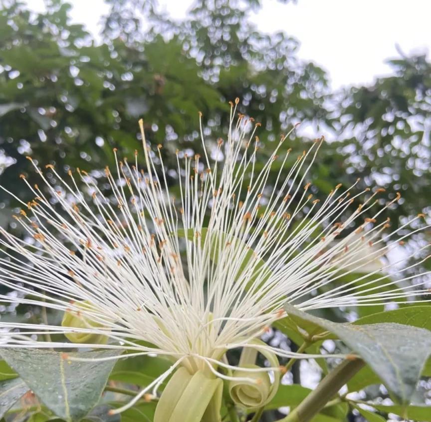 「3樹開花，不富也發」，這3種花這麼養，年年開花兆頭好！