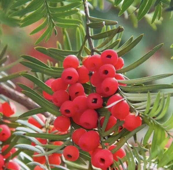 6種「鎮宅辟邪」的綠色植物，家裡養一盆，護宅安家、保平安