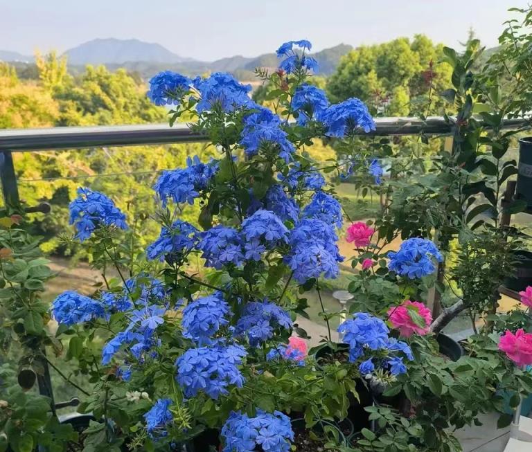 5種花「高階感」很強，冬天養在室內，也能開成春天的感覺