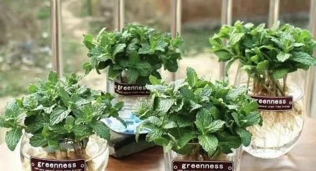 聰明人養花有這「5個習慣」，難怪「又健康又有錢」！