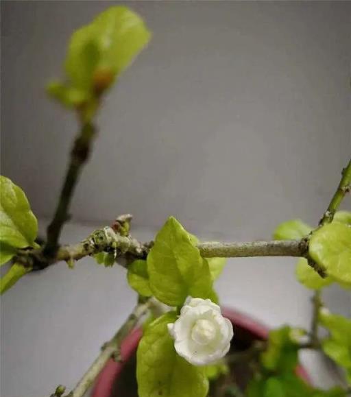 茉莉花葉子有這種「症狀」，趕緊「治」，否則枝葉不茂盛，難開花