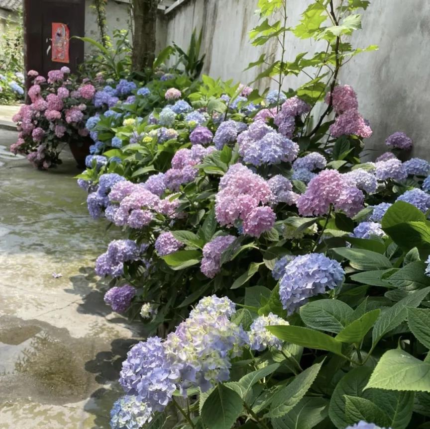 李大爺養花從來不用花肥，只用2種「粉末」，開花長葉，省錢也好使！