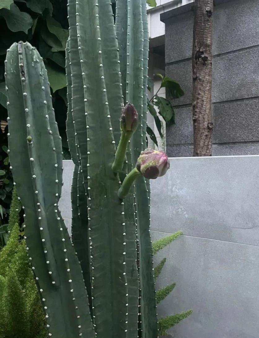 客廳不要亂養花，這3種鎮宅花最適合，個個富貴，養一盆安全感爆棚，對全家都有利