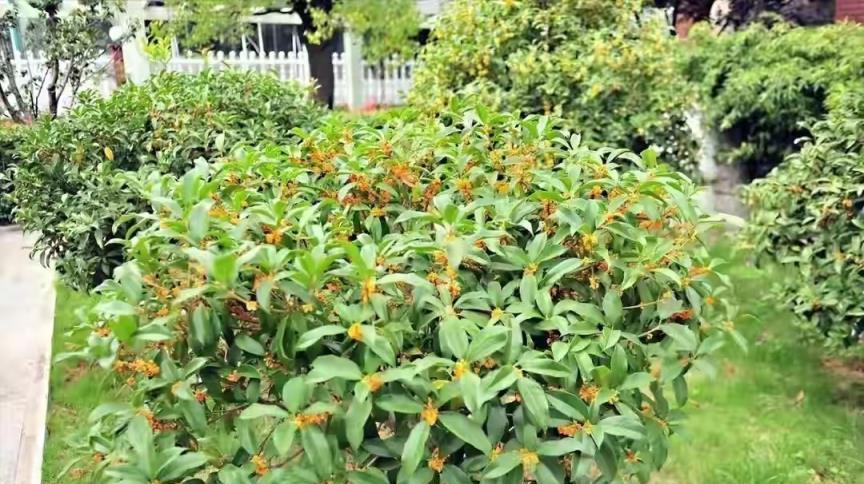 7種「花樹」，家有庭院種一棵，越養越美，美好幸福「院景」