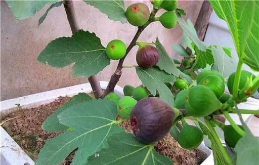 致病「細菌」很怕這「5種樹」，客廳養幾棵，感冒少了，身體更棒