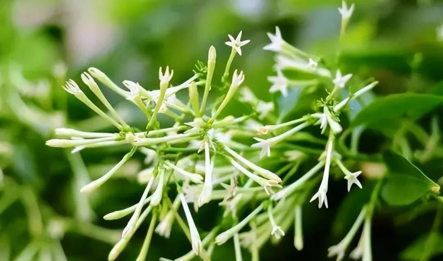 6種「天然蚊香花」，陽臺至少養一盆，蚊子「不敢來」