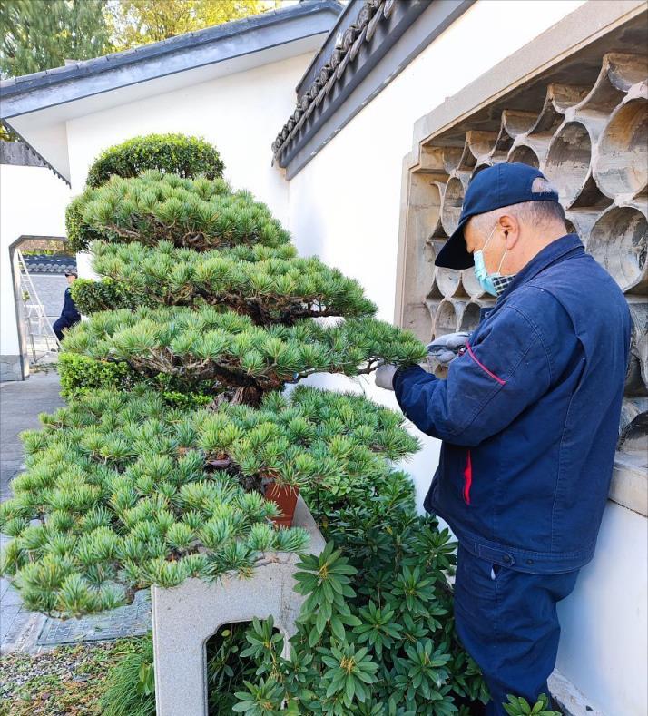 院子裡有這8種「長壽樹」，大多「非富即貴」，樹齡越大價值越高