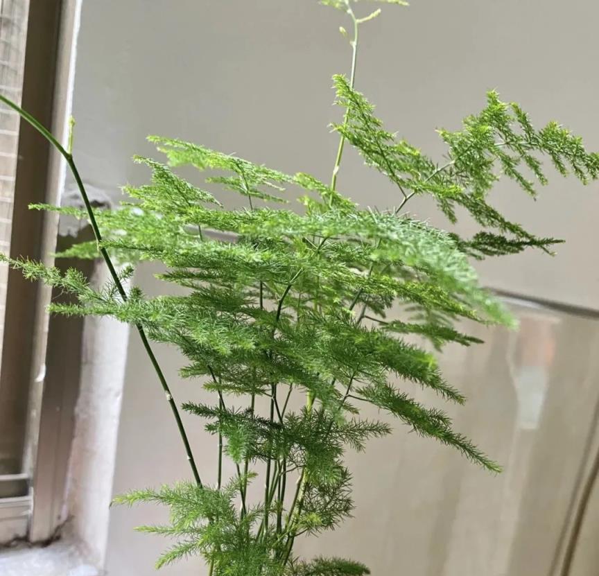 8種耐陰的綠色植物，沒光也能長，養在家裡清新漂亮，真簡單！