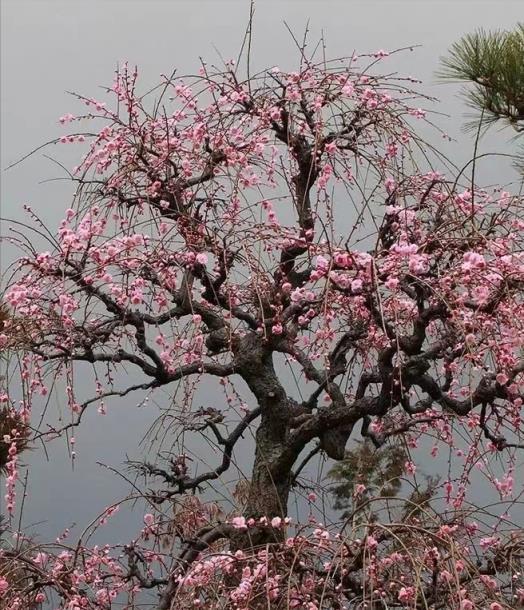 7種「花樹」，家有庭院種一棵，越養越美，美好幸福「院景」