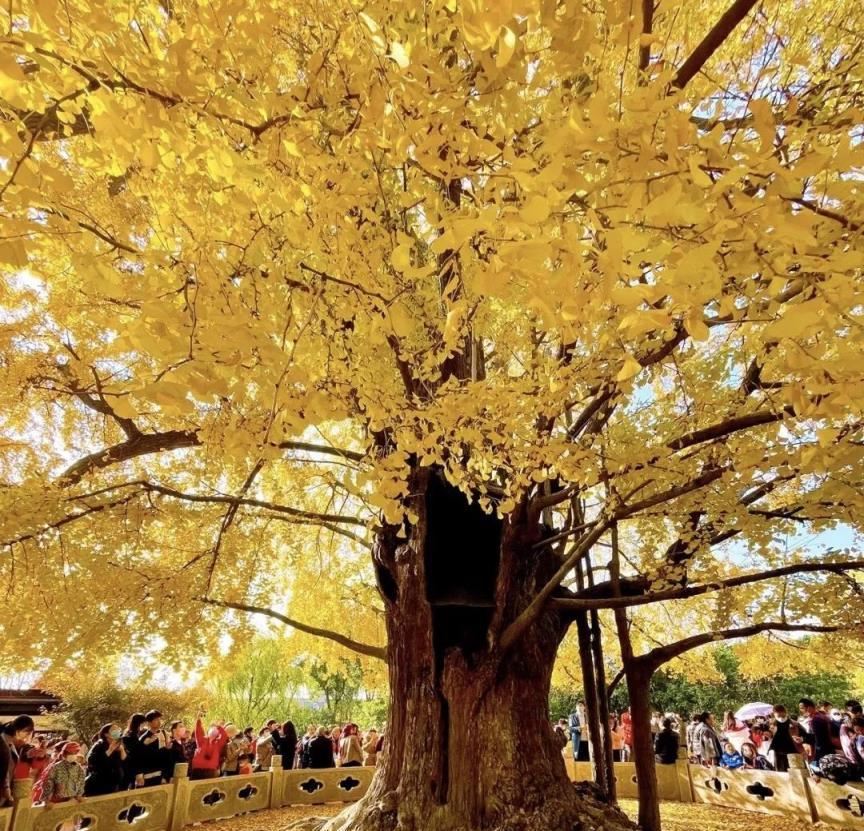 5種「長壽花」，鎮宅招財，能活100年，越養越「價格不菲」