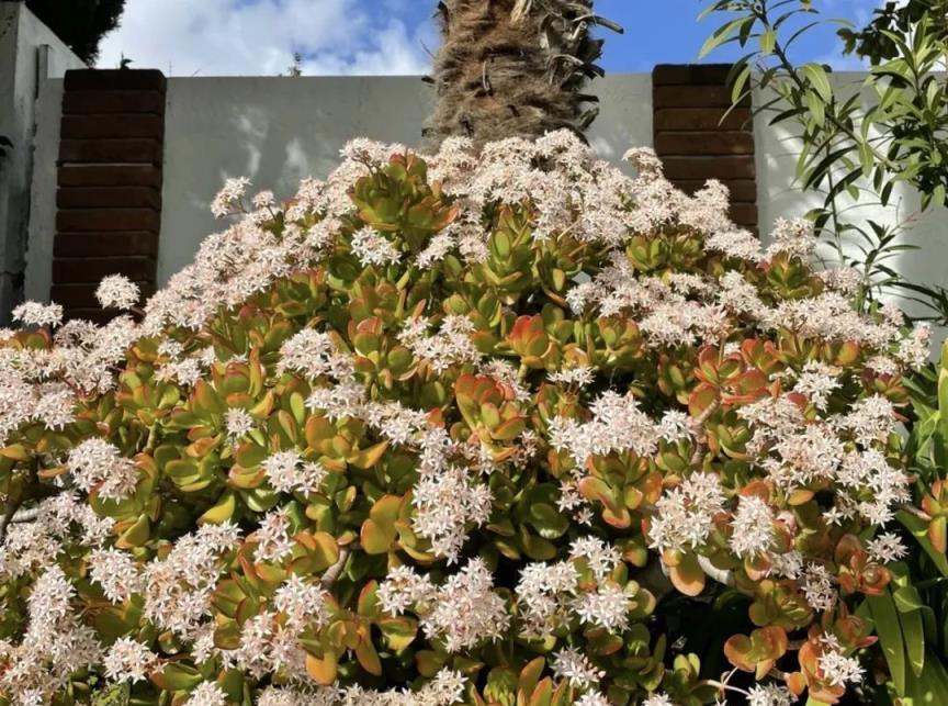 5種「富貴花」，輕易不開花，開花就是「好兆頭」，趕快養一盆!