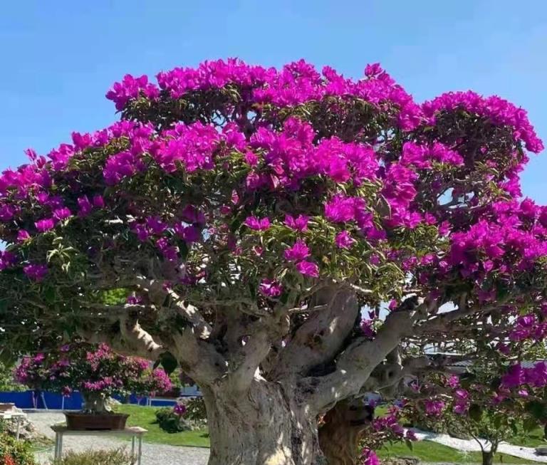 養這花，春天剪一剪，花量翻10倍!