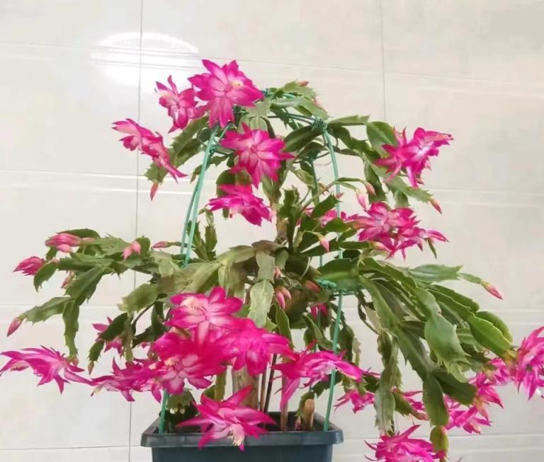 蟹爪蘭就要長花苞了，做不好這3點，今年開花沒「戲」了