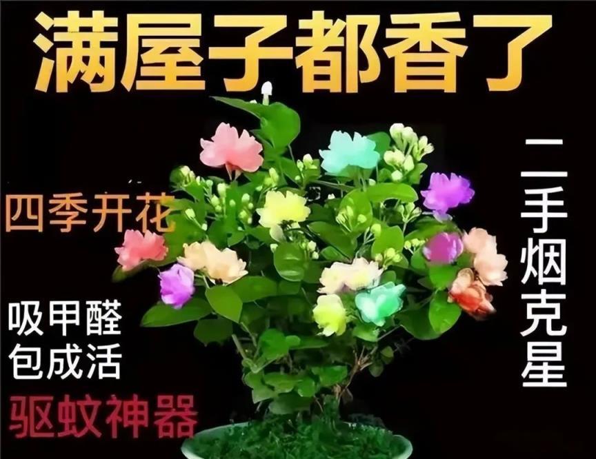 ​建議：春天買花，別買6種「晦氣花」，不是迷信，是過來人的經驗