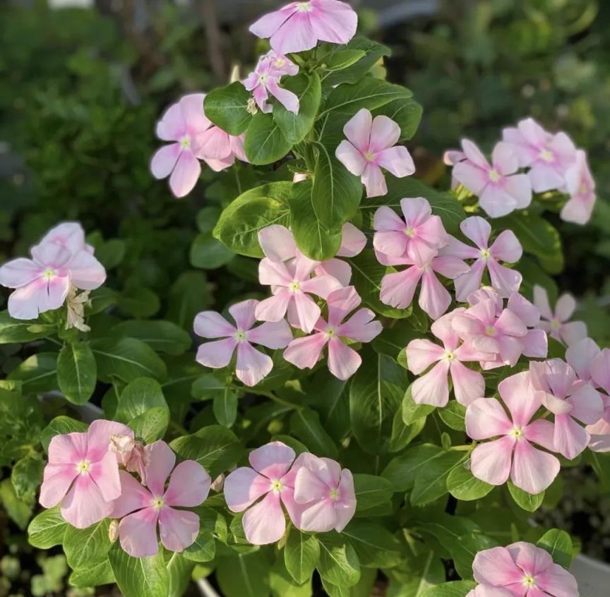 俗話說「陽臺有4花，家窮難致富」，家裡陽臺再大，也不要養4種花，以後要記住