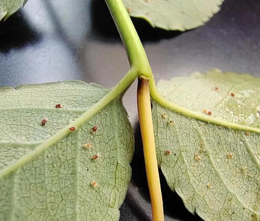 封閉陽臺內不適合養2類花，並不是迷信，而是前輩受過的經驗和教訓，你看說的對不對？