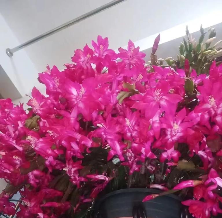 蟹爪蘭就要長花苞了，做不好這3點，今年開花沒「戲」了