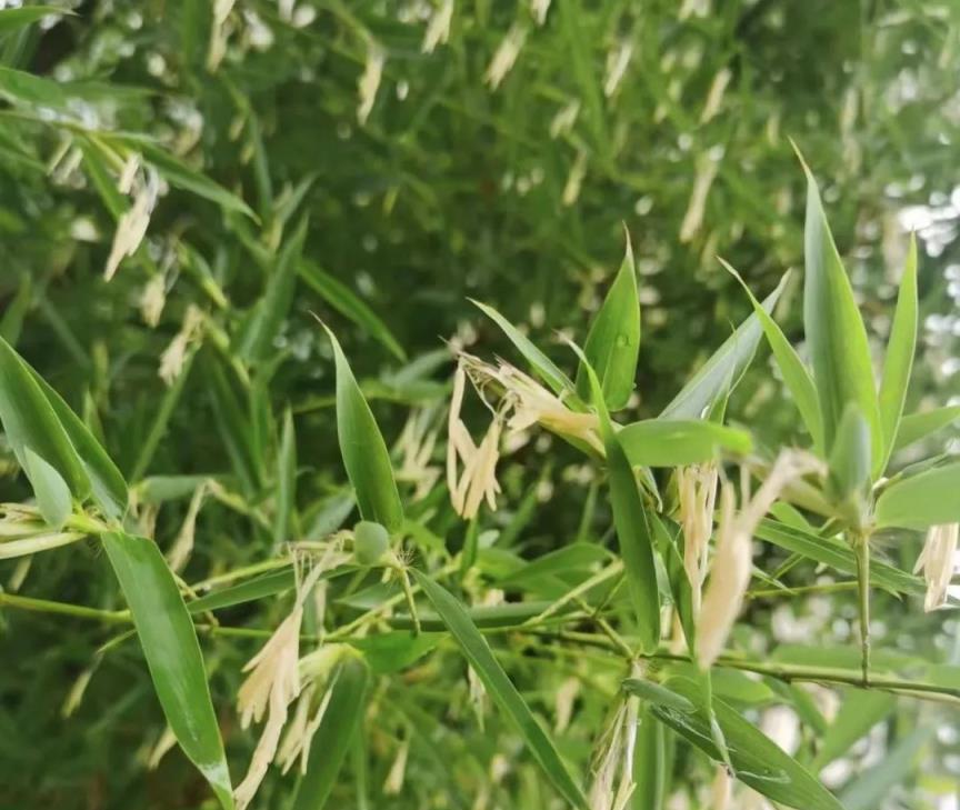 為什麼老祖宗說「竹子開花，馬上搬家」，這其中的道理值得深思！